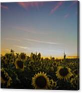 Sunset With Sunflowers At Andersen Farms Canvas Print