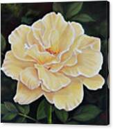 Sunshine Rose Canvas Print