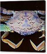 Surreal Crab. Exclusive Original Stock Surreal And Abstract  Photo Art Digital Download. Canvas Print