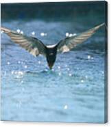Swallow Drinks From Pool Canvas Print