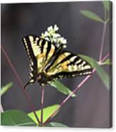 Swallowtail Canvas Print