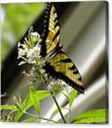 Swallowtail Butterfly 1 Canvas Print
