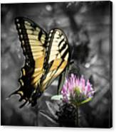 Swallowtail Butterfly- Color Pop Canvas Print