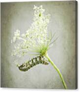 Swallowtail Caterpillar On Queen Anne's Lace Canvas Print