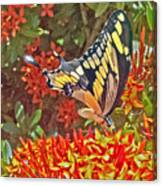Swallowtail Canvas Print