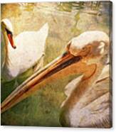 Swan And Pelican Canvas Print
