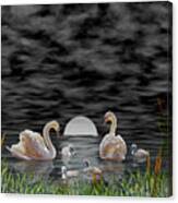 Swan Family Canvas Print