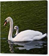 Swan Mother With Cygnet Canvas Print