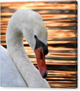 Swan Profile At Sunset Canvas Print