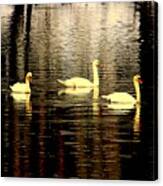 Swan Song Canvas Print