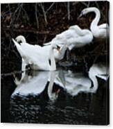 Swans And Snow Geese Canvas Print