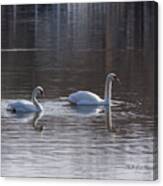 Swans Canvas Print