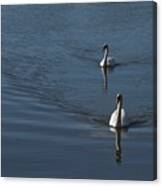 Swans On Deep Blue Canvas Print