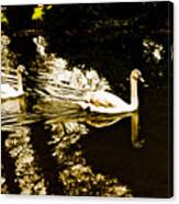 Swans On River Wey Canvas Print