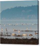 Swans On The Sea Canvas Print