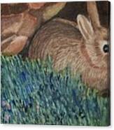 Sweet Backyard Bunny Canvas Print