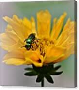 Sweat Bee Canvas Print