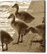 Sweet Goslings In Sepia Canvas Print