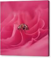 Sweet Lady On Pink Rose Canvas Print