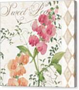 Sweet Pea Flowering Plant Canvas Print