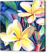Sweet Plumeria 4 Canvas Print