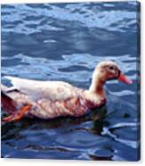 Swimming Duck Canvas Print