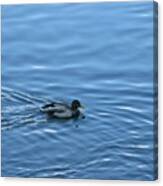 Swimming Duck Canvas Print