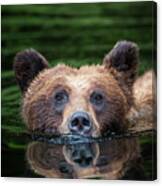 Swimming Grizzly Canvas Print