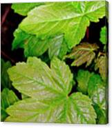 Sycamore Leaves In A Vertical Layout. Canvas Print