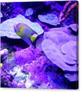 Ta Purple Coral And Fish Canvas Print