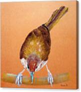 Tailor Bird Canvas Print