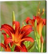 Take A Moment With The Red Day Lilies Canvas Print