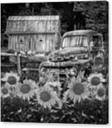 Take Us For A Ride In The Sunflower Patch Black And White Canvas Print