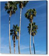 Tall Curving Palms Canvas Print