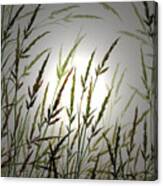 Tall Grass And Sunlight Canvas Print