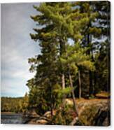 Tall Pines On Lake Shore Canvas Print