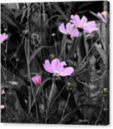 Tall Pink Poppies Canvas Print
