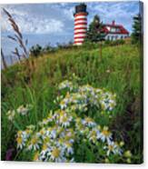 Tall White Asters At West Quoddy Head Canvas Print