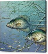 Tangled Cover Crappie Ii Canvas Print
