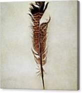 Tattered Turkey Feather Canvas Print