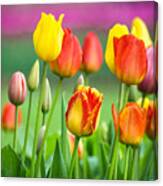 Technicolor Tulips Canvas Print