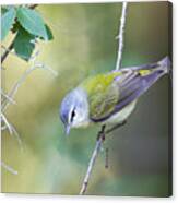 Tennessee Warbler Canvas Print