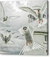 Tern Attack Canvas Print