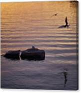 Terns Fishing At Sunset Canvas Print