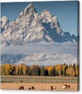 Teton Horses Canvas Print