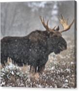 Teton Snowy Moose Canvas Print