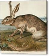 Texian Hare. Lepus Texianus Canvas Print