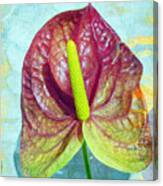 Textured Anthurium Canvas Print