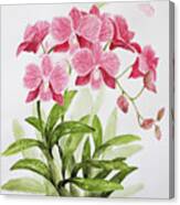 Thai Orchid. Canvas Print