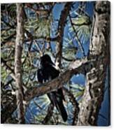 That Crow In The Backyard Canvas Print